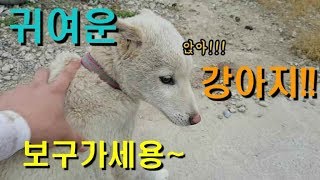 강아지 소개 시골우리집 강아지들 보구가세용~ /let me show you my crazy korean cute puppy!!!