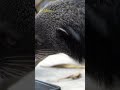 BINTURONG DEHAKIMS MUKBANG KEPALA AYAM !! SAMBUT BABY BINTURONG DEHAKIMS !!