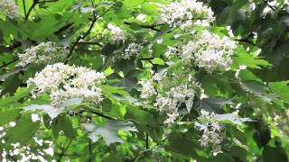 頭份後花園 油桐花 20110501 Tung  blossoming at The back yard Garden of Toufen