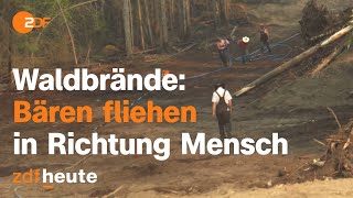 Immer mehr Bären-Angriffe nach Waldbränden in Kanada | auslandsjournal