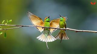 Good morning bird sounds - Relaxing sounds - Top bird music - ASMR