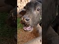 buffalo calf video 🐃 buffalo calf sound 😃 भैंस का बच्चा मुर्रा नस्ल का पाडिया cute calf ❤️