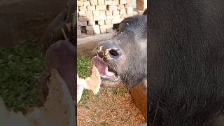 buffalo calf video 🐃 buffalo calf sound 😃 भैंस का बच्चा || मुर्रा नस्ल का पाडिया || cute calf ❤️