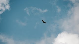 DSADS ft Zac Brown - Wings (Official Audio)