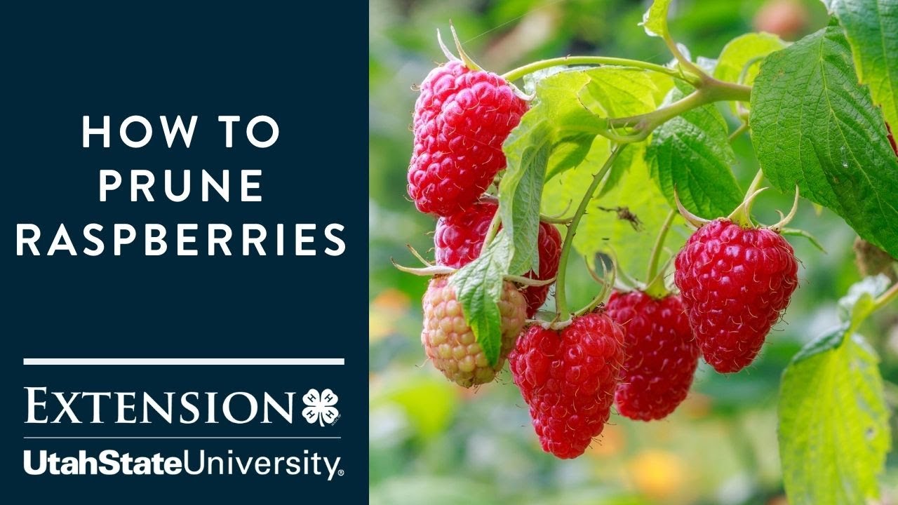 How To Prune Raspberries - YouTube