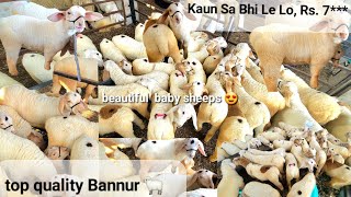 beautiful Bannur sheep's available in Hyderabad at Mustafa goat sale near khilwat