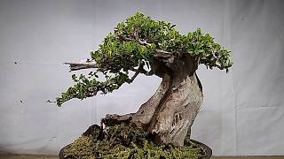 Bonsai Carmona Microphylla Contemporary with JIN