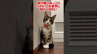 我が家のぬっこのかわいさを世界に知らしめたい【保護猫】