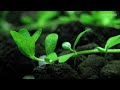 hemianthus callitrichoides time lapse 1080p