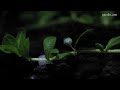 hemianthus callitrichoides time lapse 1080p