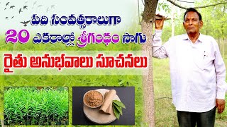 శ్రీగంధం సాగులో కష్ట నష్టాలు | Sandalwood Farming Problems & Cultivation Tips | AgriTech Telugu