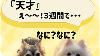 こんな風に変わるんだ！元保護犬ポメ7歳.チワワ8歳の3週間でのビフォーアフター