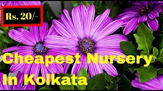 Cheapest Nursery Plant  in Kolkata | Wholesale Nursery Plant in Kolkata