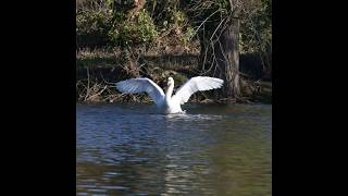 Swan stretching its wings