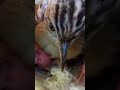 zitting cisticola bird repairing the nest p 1 shorts