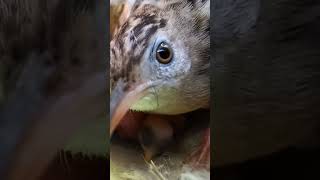 Zitting cisticola bird repairing the nest (P 1) #shorts