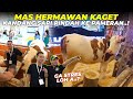 MAS HERMAWAN KAGETT..! KANDANG SAPI DI DALAM GEDUNG PAMERAN TERBESAR..!