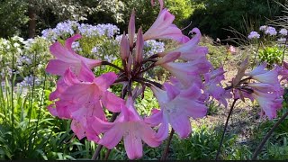 美女百合/南非孤挺花Amaryllis belladonna