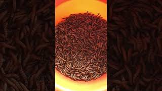 Chia sẻ Kinh nghiệm nuôi Sâu Rồng (Sâu Superworm), Sâu đại, Siêu sâu