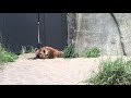 20180918 今日の円山動物園