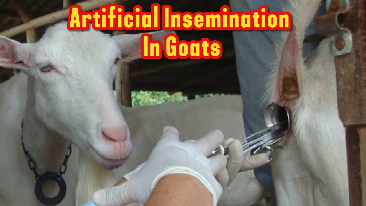 Goat Artificial Insemination Goat A I Modern Farming Youtube