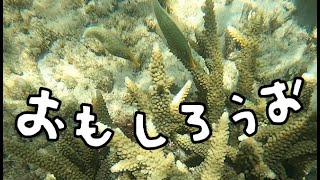 これまた変わった魚発見！【テングカワハギ】