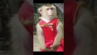 भोला आदमी#bandarkavideo #funny #comedy #topvidio  #bhojpuri #monkey #newjokes