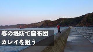 【3魚種達成】春の堤防で座布団マコガレイを狙う