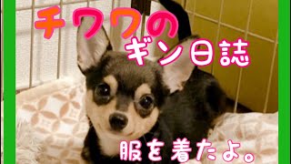 チワワのギン君 初めて服を着るの巻　#チワワ #子犬 #洋服