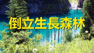 There is an underwater forest in the blue-green lake. After the truth is revealed, the number of tou