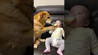 Dog taking care of baby and drinking milk