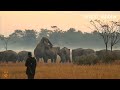 ASIAN ELEPHANTS MATING EARLY MORNING IN PADDY FIELD || WILD ASSAM