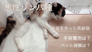 【猫🐈リンパ腫】断脚手術から4ヶ月〜緩和ケア #リンパ腫 #ペット保険