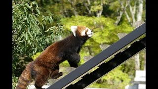 2016.11.13 Red Panda　レッサーパンダ　まつば（２歳♀）　天真爛漫お転婆お嬢さま　（日本平動物園）