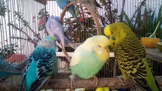 インコのユニークな仕草に大爆笑！思わずシェアしたくなる映像