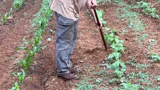 Hoeing The Garden And The Old Ways In Appalachia v180