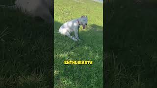 The Rise of the Dogo Argentino Breed.