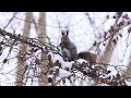 4k エゾリス　squirrel