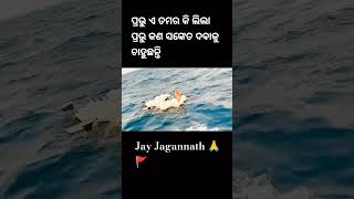 ଦେଖନ୍ତୁ କଇଁଛମାନେ ସମୁଦ୍ରରେ କଣ ଧରି ନେଉଛନ୍ତି  ଜୟ ଜଗନ୍ନାଥ ⭕❗⭕🙏👍.. Subscribe. 🙏🙏🇮🇳🚩🚩