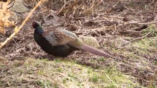 キジ Japanese Pheasant