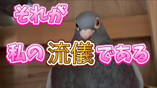 みなさんは、種鳩選びどうされていますか？