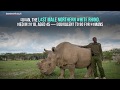 Scientists at Oxford tries IVF to save the near-extinct Northern White Rhino