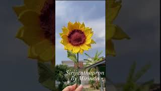 ดอกทานตะวัน ถักโครเชต์ by Mirinda คิดเเพทเทิร์นไปถักไป  ☺️🌻🌻🌻