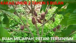 Edisi Berkebun : Kembalinya Kejayaan Kakao Kab.Kolaka!!!