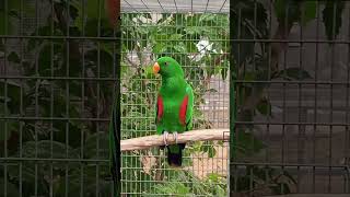 Eclectus parrot #parrot #eclectusparrot