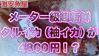 『100人前のタルイカが何と4800円！もちろん、まだ生きてるよ』令和6年11月13日の激安魚屋@福井県敦賀市相木魚問屋