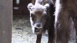 W Pokazowej Zagrodzie Żubrów urodziła się cieliczka