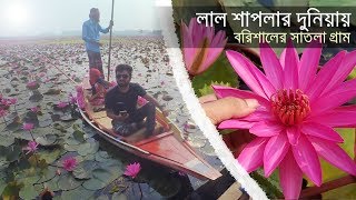 Barisal Natural Beauty (সাতলা লাল শাপলার বিল) | Satla Bill Barisal | ShibaBiswasVLOG 🇧🇩