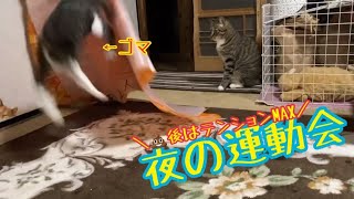 【猫34匹🐈】ゴマちゃん大興奮🌙夜の運動会【💩ハイってやつです】