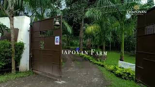 THAPOVAN  FARM